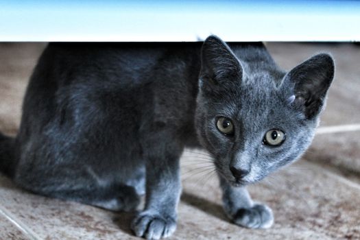 Grey cat with green eyes looking at camera