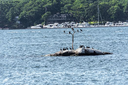 Cormorants occupied a small island with a withered small tree