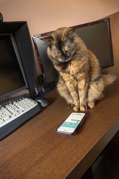 The cat is interested in watching what is happening on the phone screen, carefully looking at video