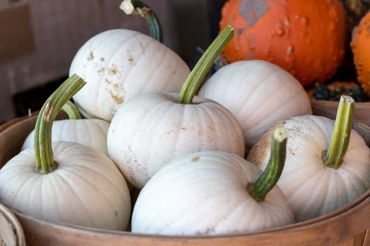 Close up of Farmers Market Basket full of white pumpkins . High quality photo