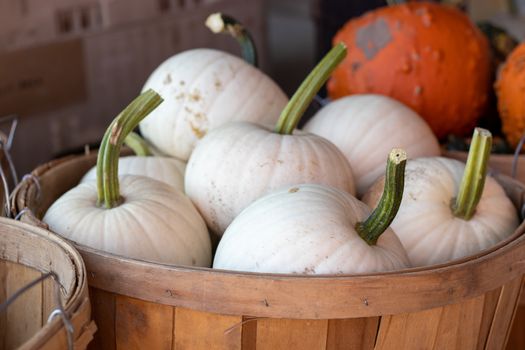 Side View of Farmers Market Basket full of white pumpkins . High quality photo