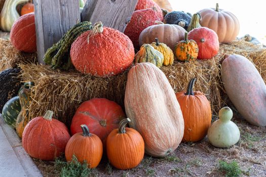 Front View of Farmers Market Ground of pumpkins on an Hay bale. High quality photo