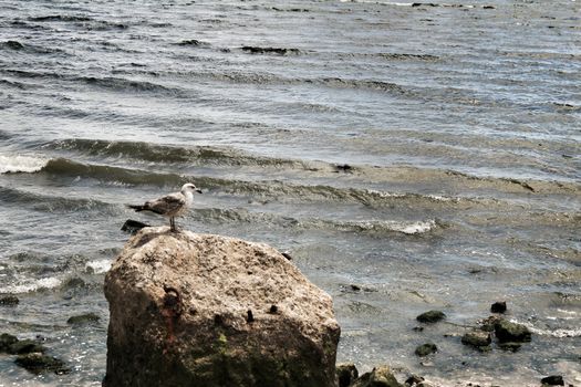 Seagulls on the shore of the Tagus River in Lisbon, Portugal