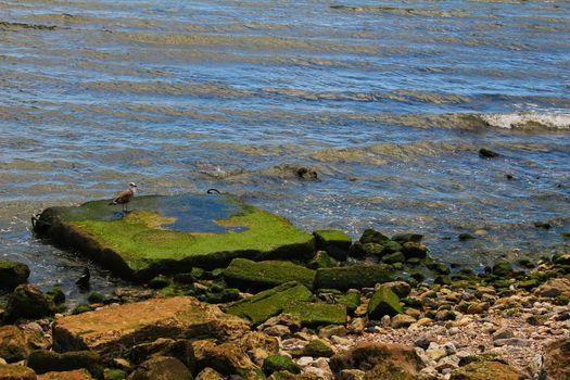 Seagull perched on a stone with algae on the bank of the Tagus River in Lisbon, Portugal