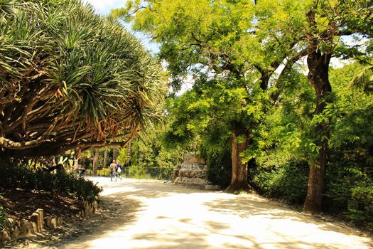 Leafy and green gardens with large trees in the Botanical Garden of Lisbon