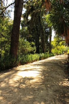Leafy and green gardens with large trees in the Botanical Garden of Lisbon