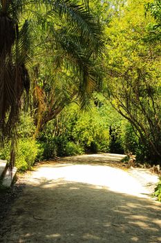 Leafy and green gardens with large trees in the Botanical Garden of Lisbon