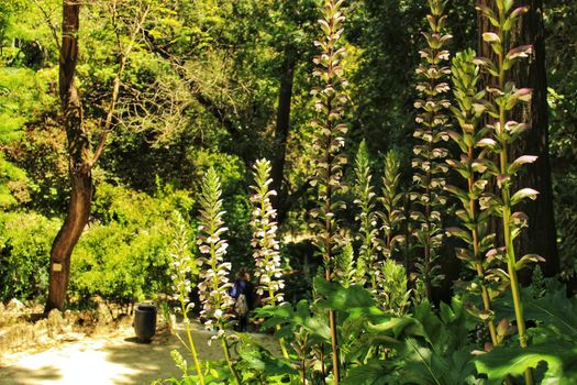 Leafy and green gardens with large trees in the Botanical Garden of Lisbon