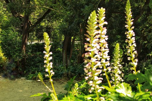 Leafy and green gardens with large trees in the Botanical Garden of Lisbon