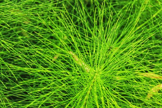 Equisetum Arvense plant texture in the mountain