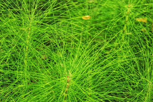Equisetum Arvense plant texture in the mountain