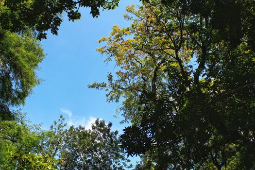 Leafy and green gardens with large trees in the Botanical Garden of Lisbon