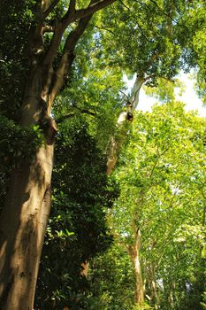 Leafy and green gardens with large trees in the Botanical Garden of Lisbon