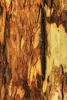 Colorful Tree trunk texture