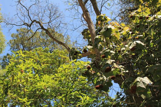 Leafy and green gardens with large trees in the Botanical Garden of Lisbon