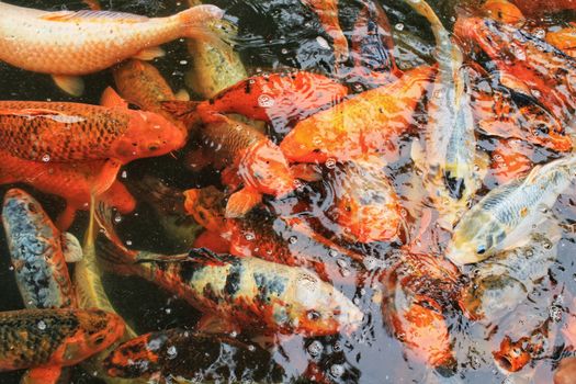 Colorful Cyprinus Carpios in a pond in Lisbon, Portugal