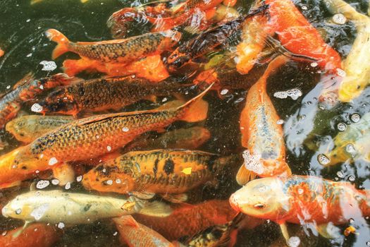 Colorful Cyprinus Carpios in a pond in Lisbon, Portugal