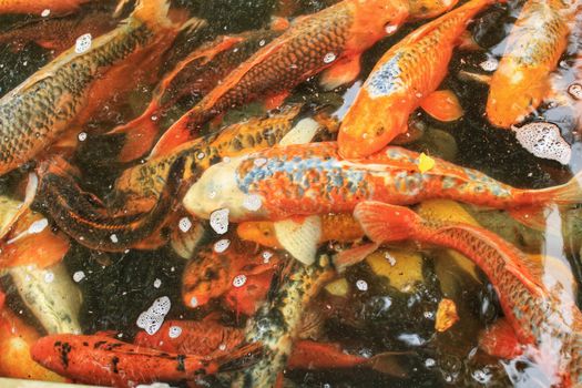 Colorful Cyprinus Carpios in a pond in Lisbon, Portugal