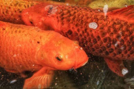 Colorful Cyprinus Carpios in a pond in Lisbon, Portugal