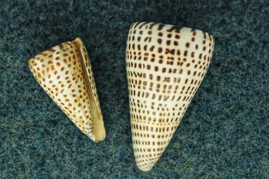 Conus litteratus Linnaeus on blue background. Colorful seashells