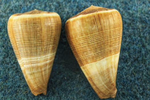 Conus Figulinus Linnaeus on blue background. Colorful seashells