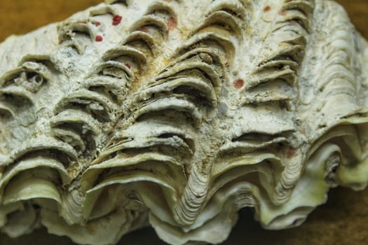 Tridacna Chametrachea maxima on brown background. Colorful seashells