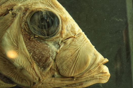 Fish head in formaldehyde liquid