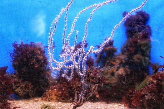 Colorful anemone and algae in an aquarium