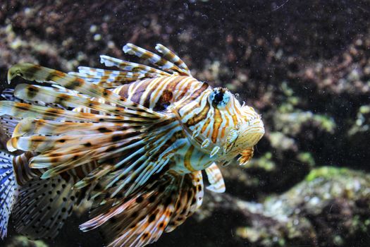 Beautiful and colorful Scropaenidae fish in an aquarium