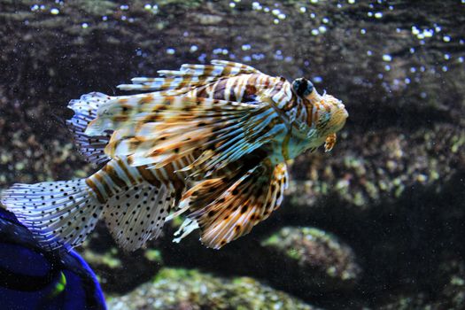Beautiful and colorful Scropaenidae fish in an aquarium