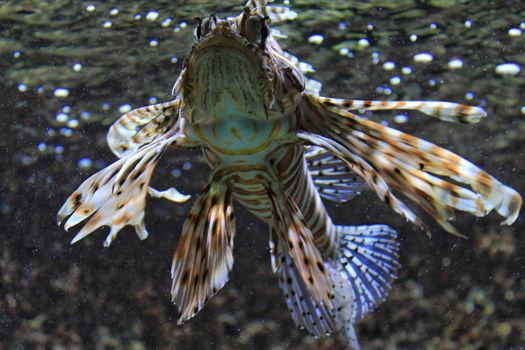 Beautiful and colorful Scropaenidae fish in an aquarium