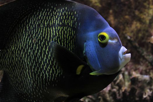 Beautiful and colorful tropical fish in an aquarium