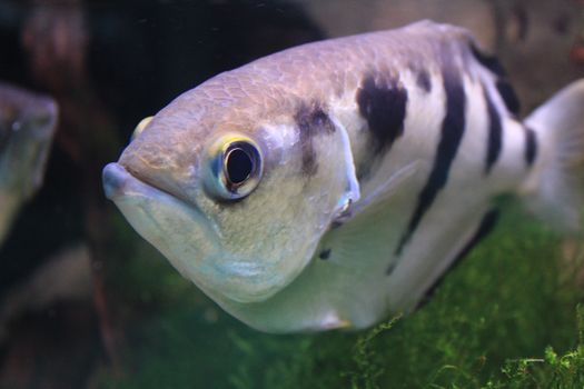 Beautiful and colorful Toxote fish in an aquarium. Archer fish specie.