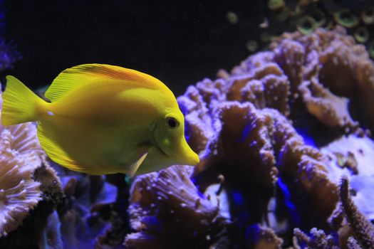 Beautiful and colorful Zebrasoma Flavescens tropical fish in an aquarium