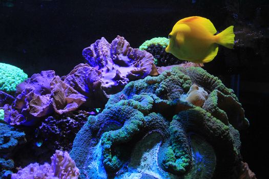 Beautiful and colorful Zebrasoma Flavescens tropical fish in an aquarium