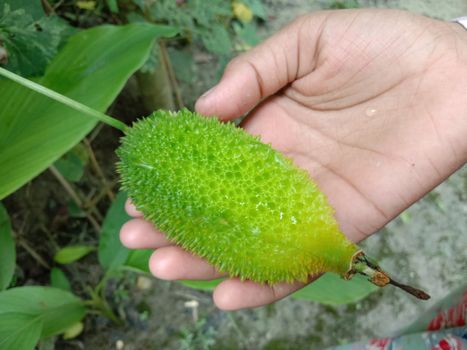 fresh healthy Sweet Bitter Gourd Closeup on hand
