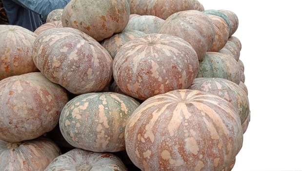 fresh healthy pumpkin stock on market for sell