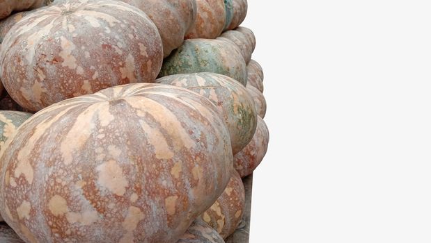 fresh healthy pumpkin stock on market for sell