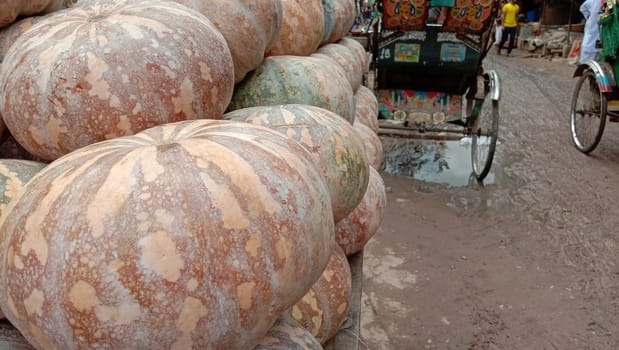 fresh healthy pumpkin stock on market for sell