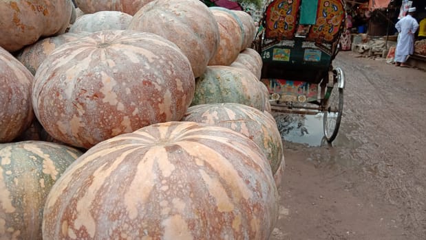 fresh healthy pumpkin stock on market for sell