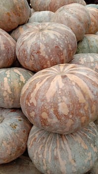 fresh healthy pumpkin stock on market for sell