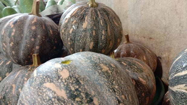 fresh healthy pumpkin stock on market for sell