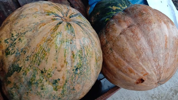 fresh healthy pumpkin stock on market for sell