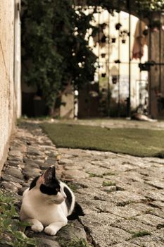 Black and White cat in Lisbon cobblestone street in Spring