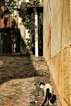 Black and White cat in Lisbon cobblestone street in Spring