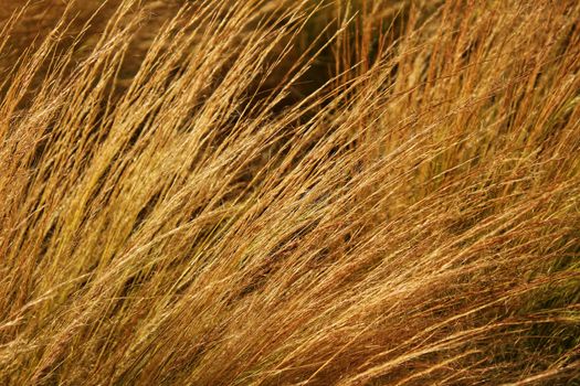 Texture of gramineous plants in a meadow in Spring