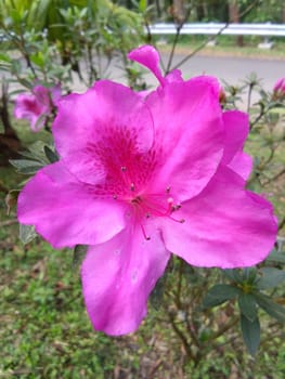 Dark pink azaleas in full bloom adorned the outdoor garden