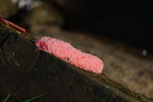 focus image of pink snail eggs attached to the surface of the pool wall