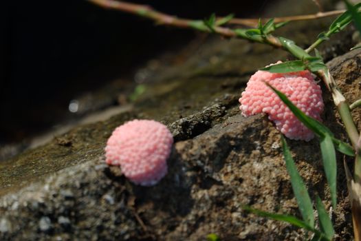 focus image of pink snail eggs attached to the surface of the pool wall