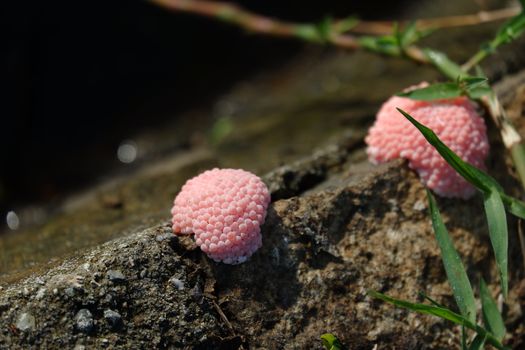 focus image of pink snail eggs attached to the surface of the pool wall